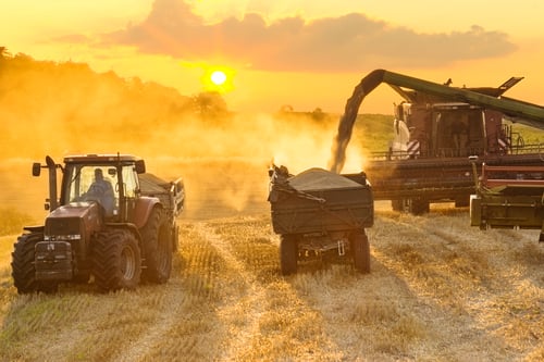 Combining wheat 2