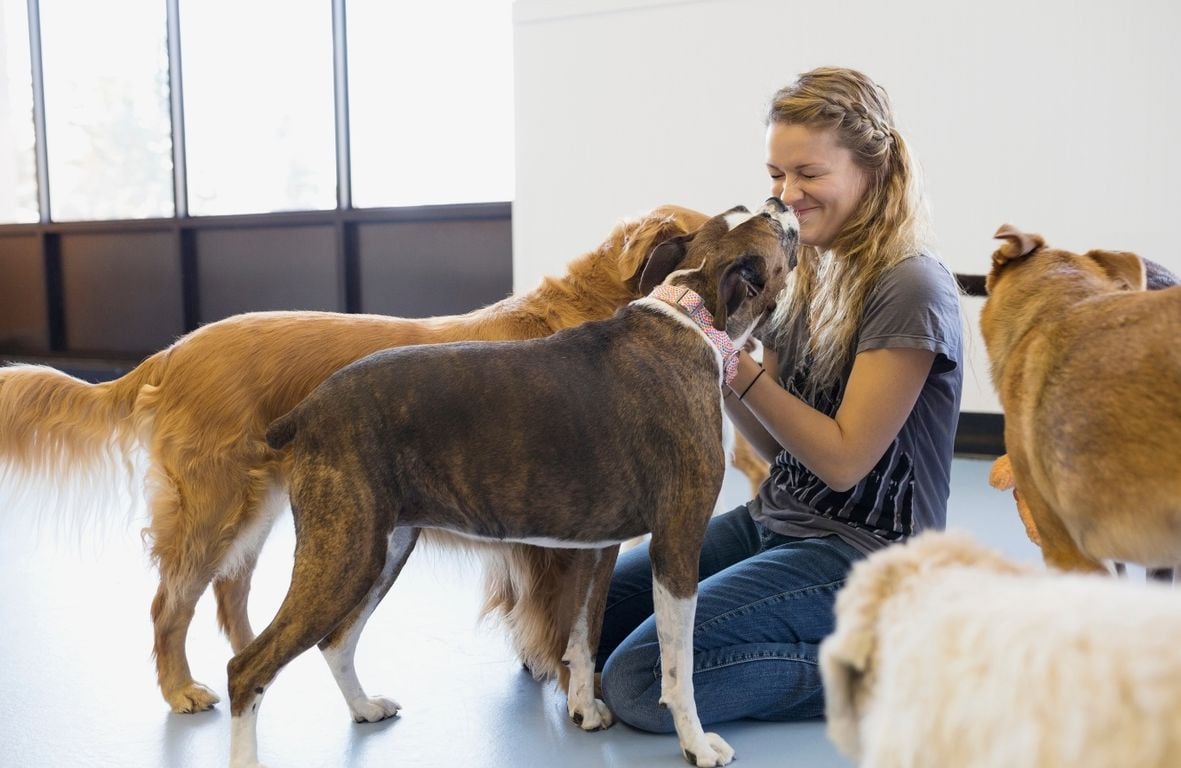 Dogs - Daycare